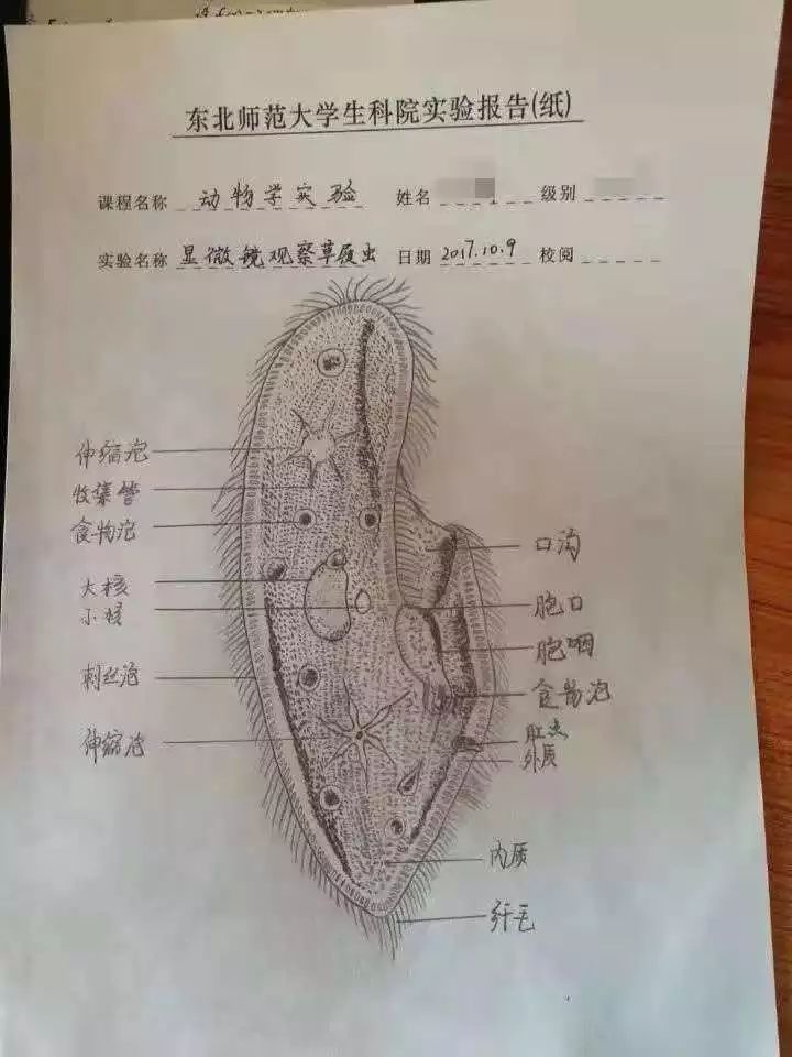 草履虫放大详图手绘图图片