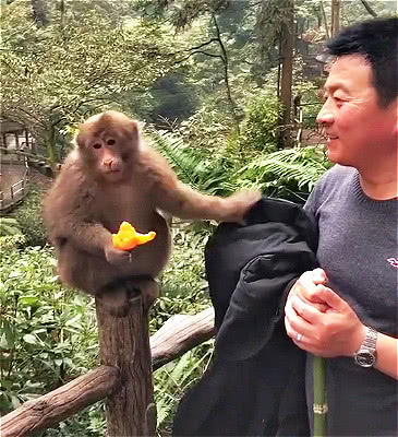 猴子拿着橙子笑图片