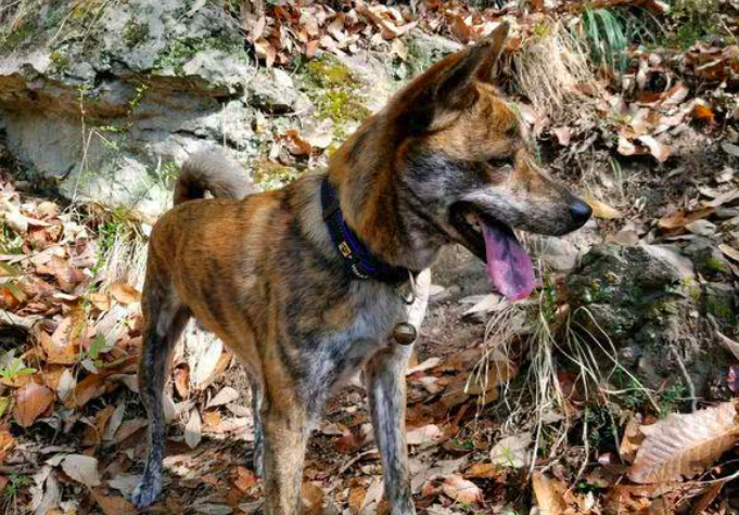 中国四大名种猎犬我养的是虎斑犬不只为何渐渐消失了