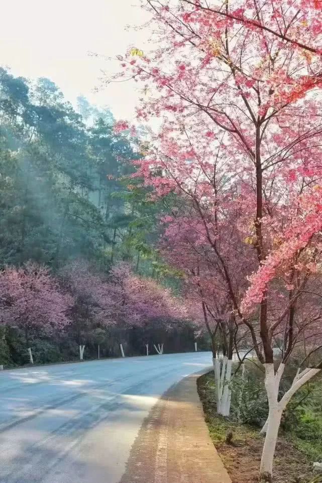 每年初冬,在珠西二級路壩美景區方向道路兩旁,如霞似火的櫻花都會漫山