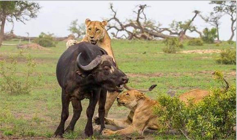 狮群捕食野牛各显神通,母狮效仿二哥行为,动作生硬尴尬不已