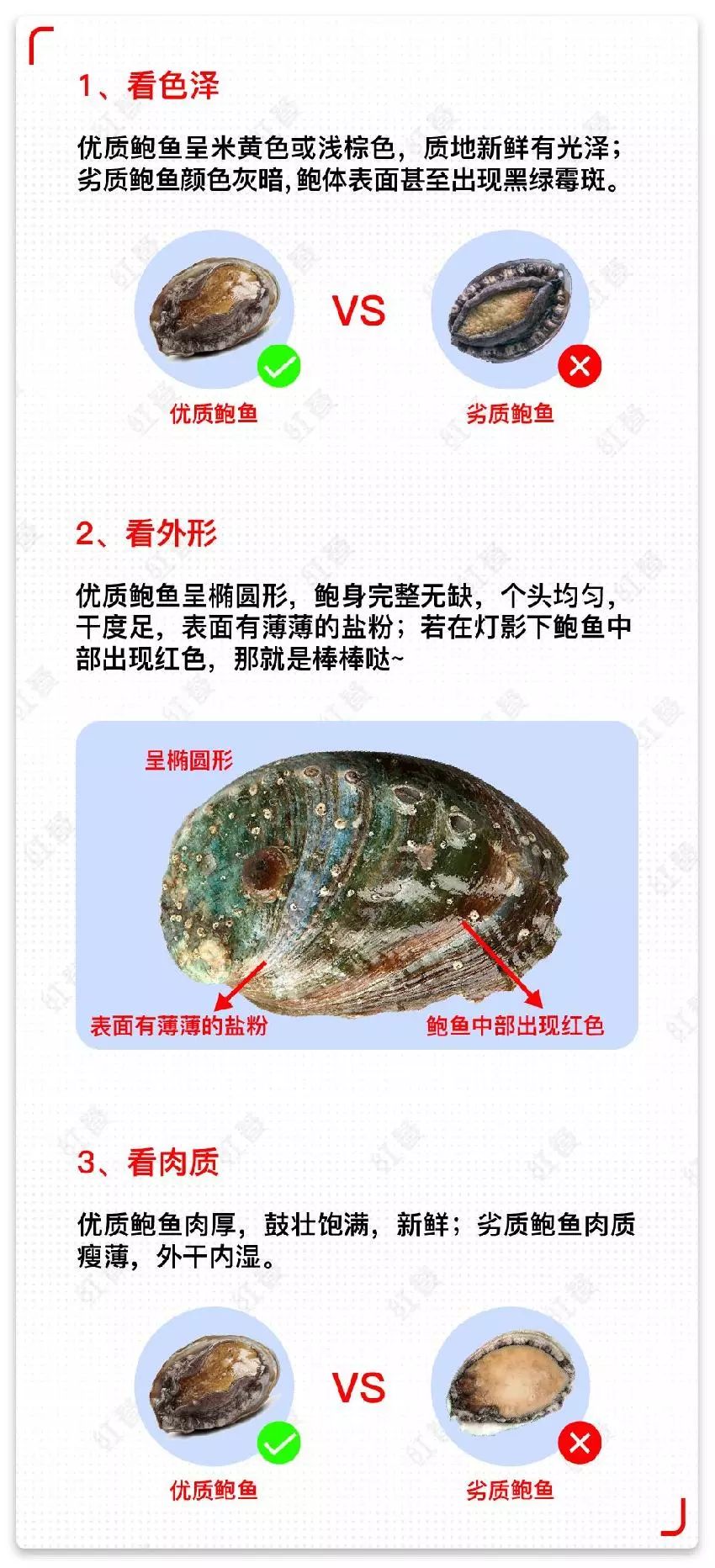 鲍鱼结构介绍图片