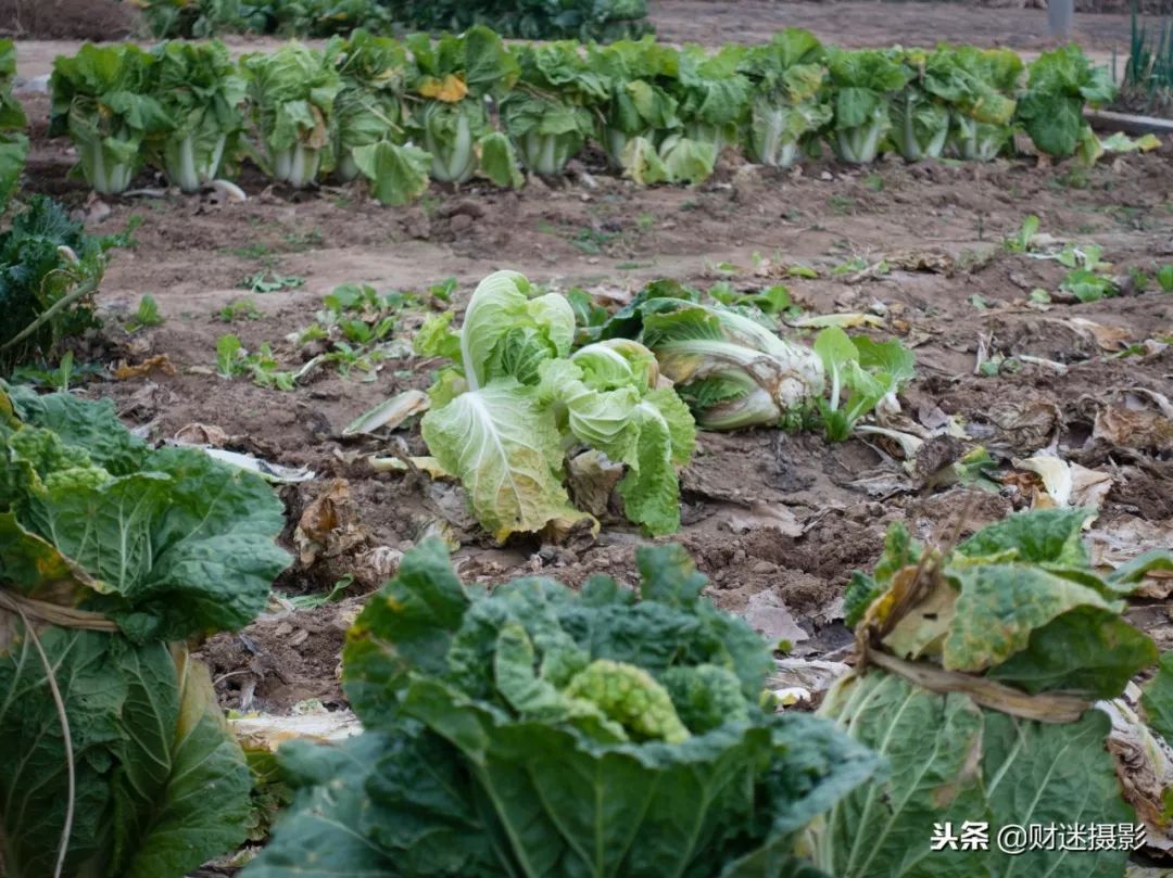 天冷了別忘了收白菜窖白菜全過程回放