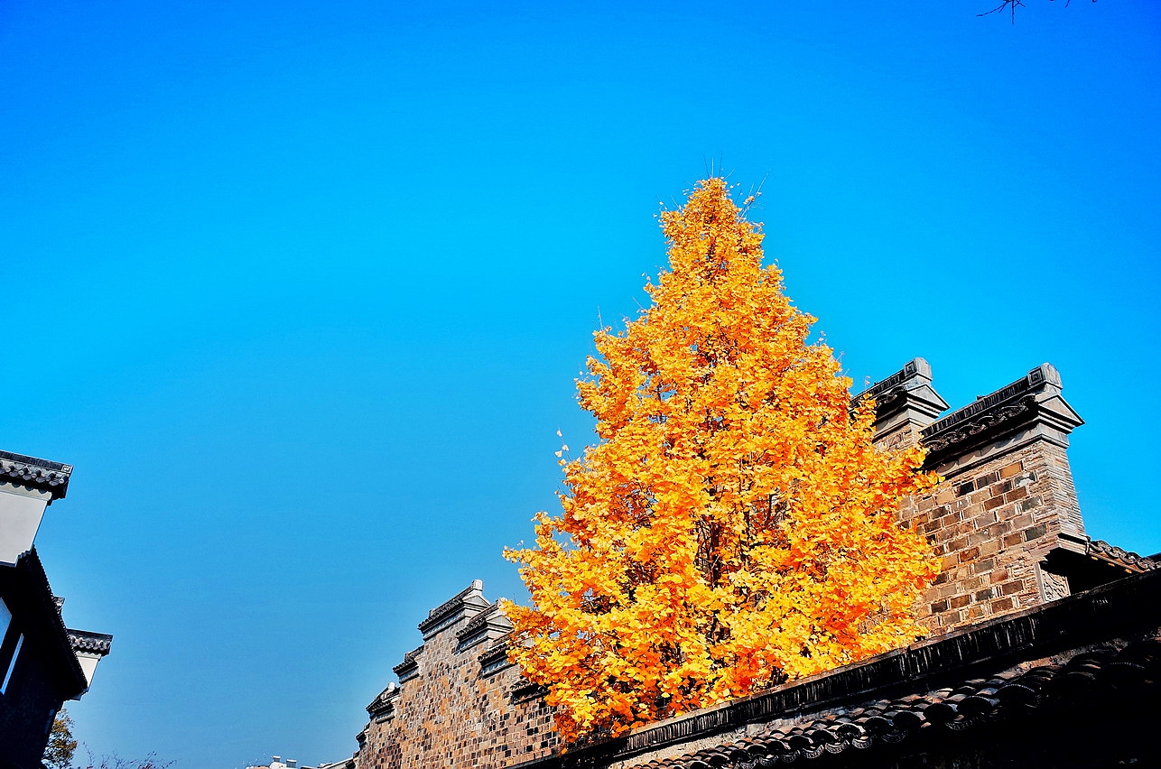 古朴的鸡鸣寺,深深浅浅的金色银杏树映衬着黄墙黛瓦,别有一番静谧