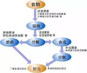 新陈代谢基础代谢还傻傻分不清