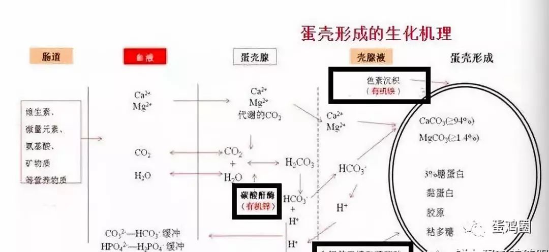 的物质沉积到蛋壳外膜上而形成蛋壳;成形的鸡蛋进入阴道部而被产出