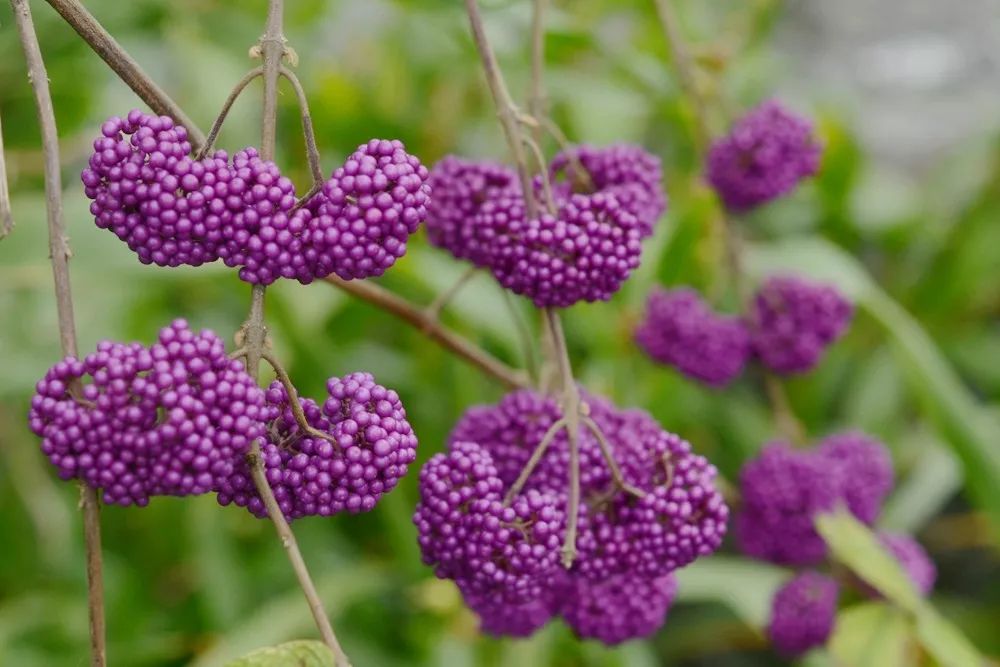 蓝紫色果实的植物图片