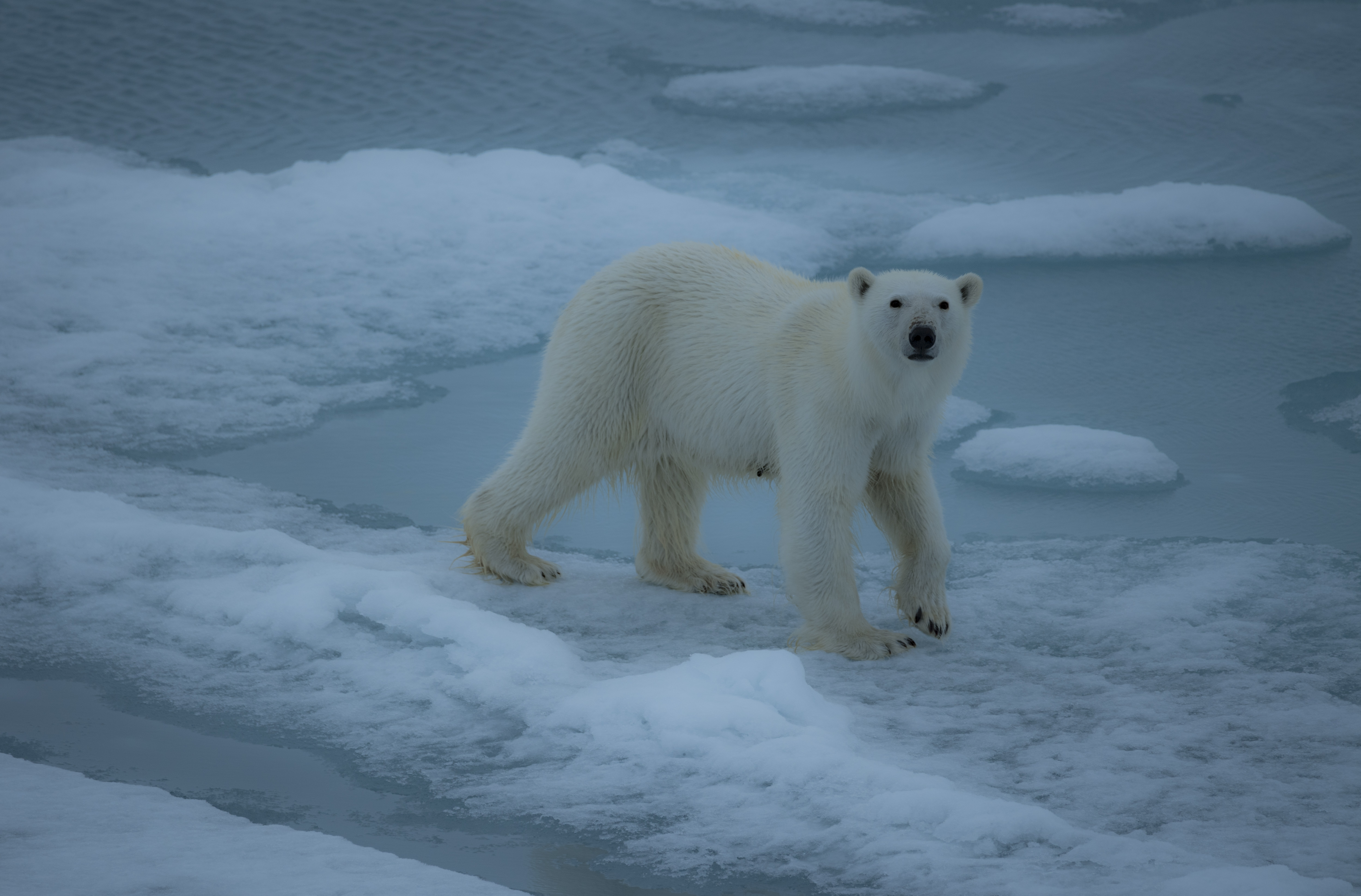 这就是在北极冰原上生存的北极熊和你在动物园里看的完全不一样