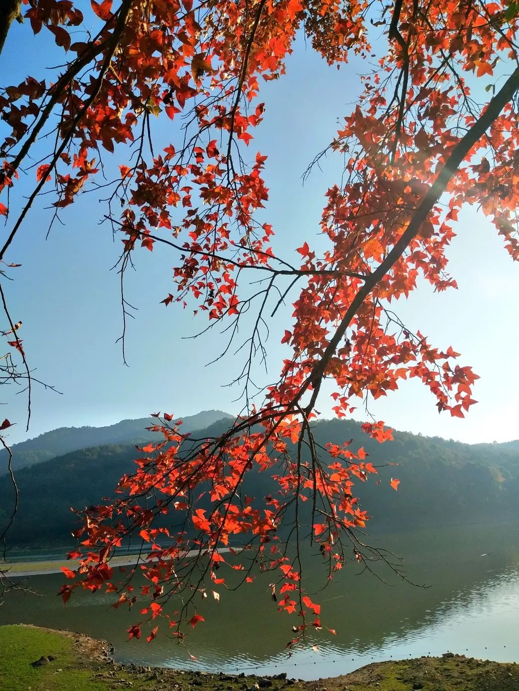 成行廣東最美楓葉128129楓葉溫泉泳池趴網紅鐵軌大寶線南華禪寺祈福