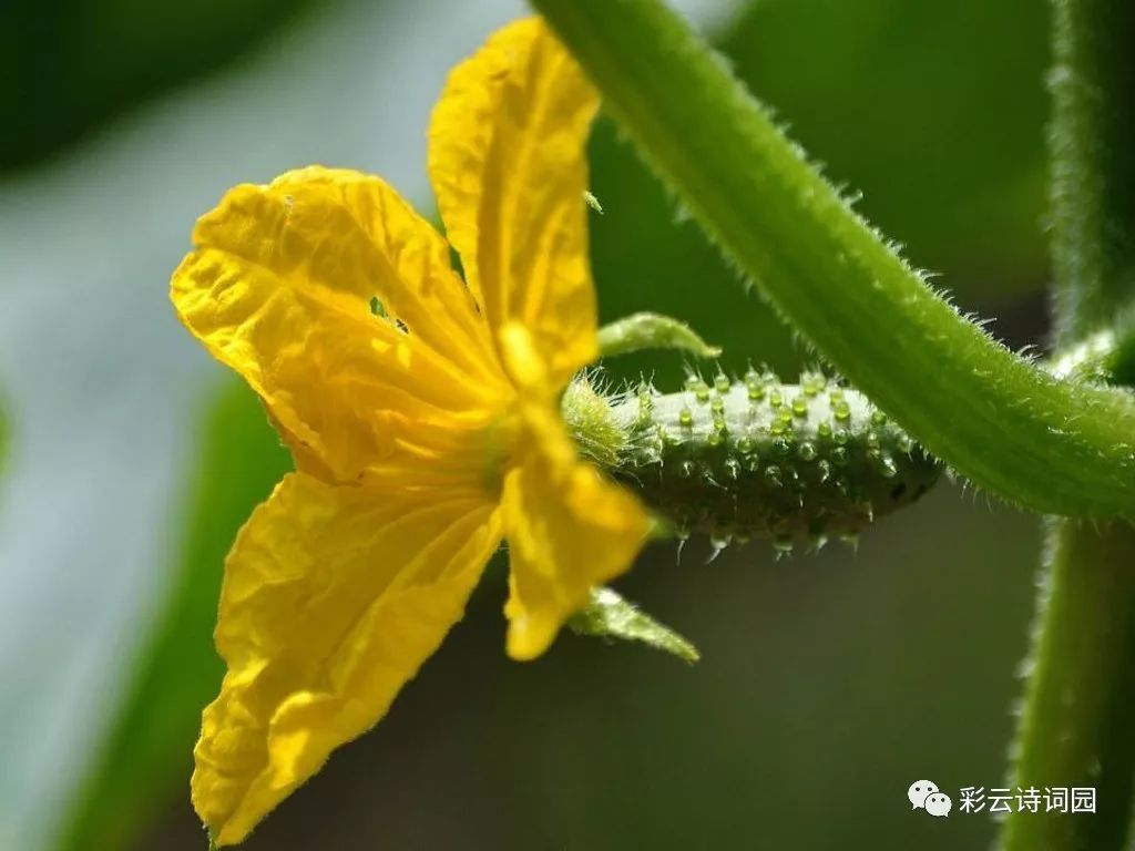 184七絕·冬瓜花(白瓜花)翠蔓柔藤葉子圍,黃花心眷繞柴扉.