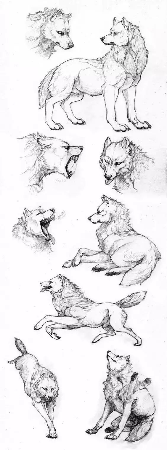 绘画素材狼的一些画法
