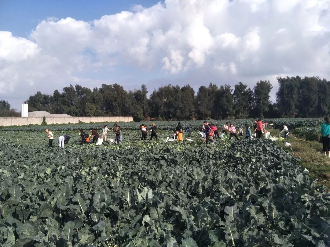 12月1日,太平火速志愿队"召集"了40余名大小朋友前往东浦农场进行集体