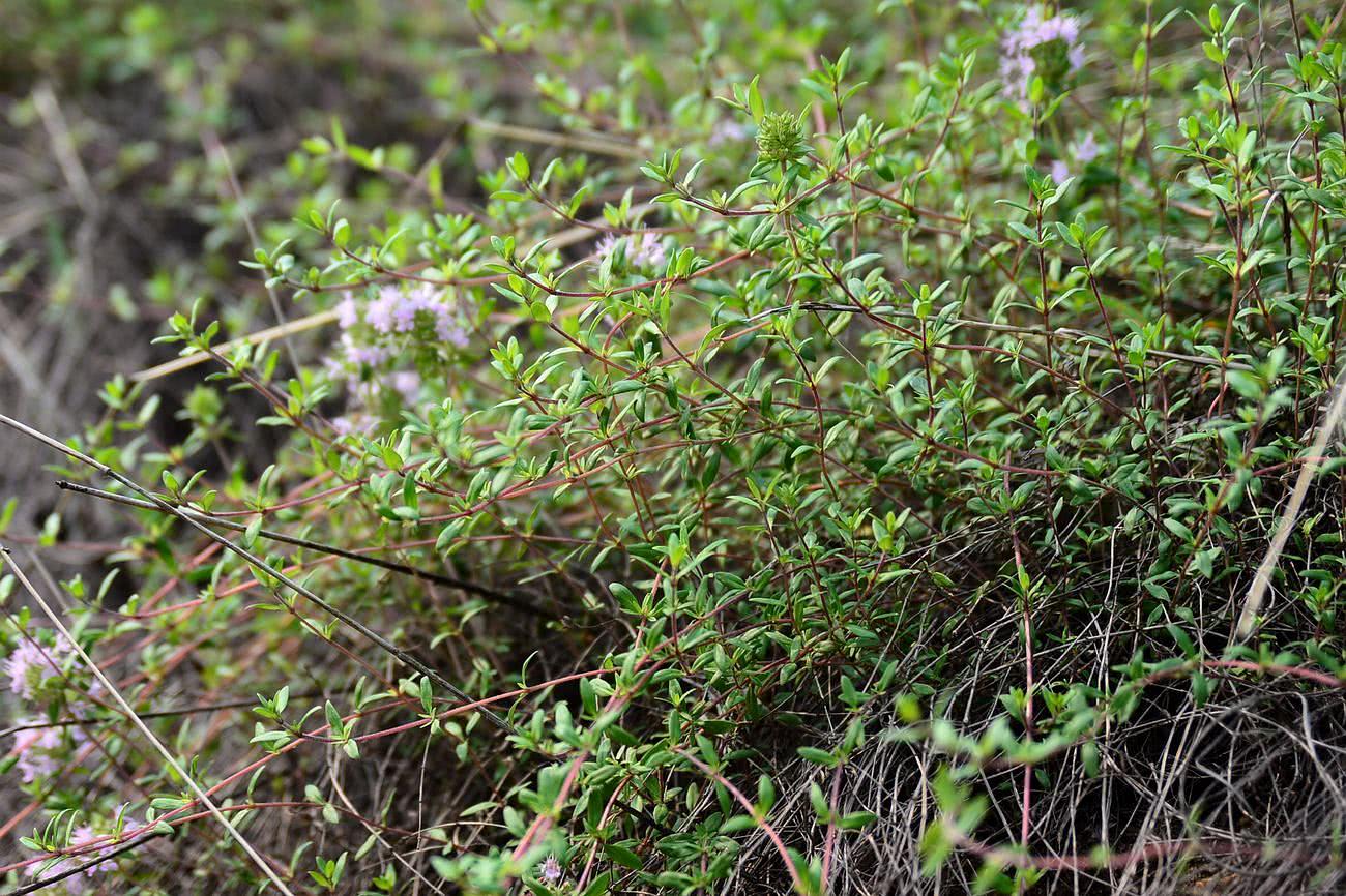 农村一种野草,过去常用来驱蚊,还是治病草药,人称百里香