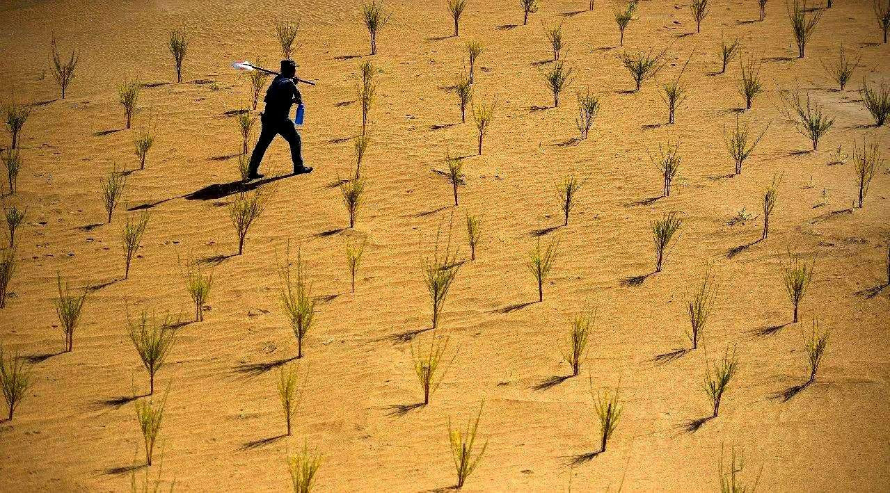 中国沙漠种树图片