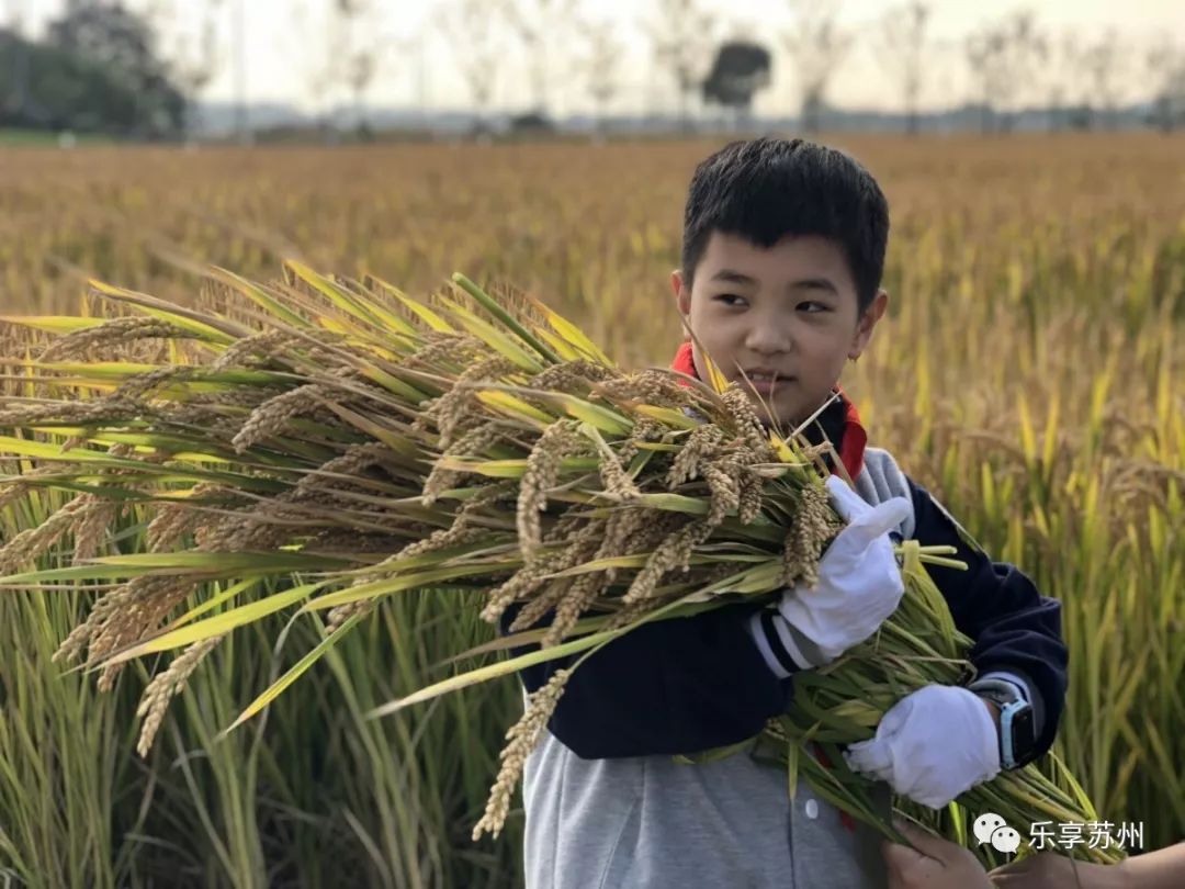 乐享苏州农事研学丨十一月乐享苏州小稻农之学校定制活动回顾