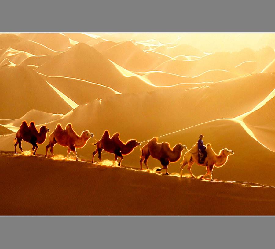 沙漠骆驼官宣证实抄袭原创作品确权请上rideip乘法网