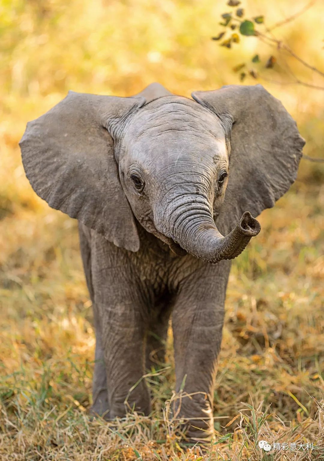 今年圣诞如何在肯尼亚收养一头自己的大象附攻略