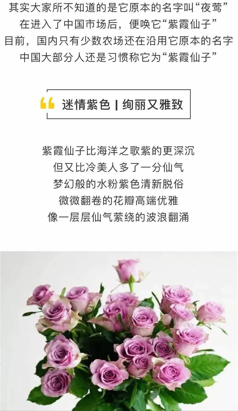 冷美人花语图片