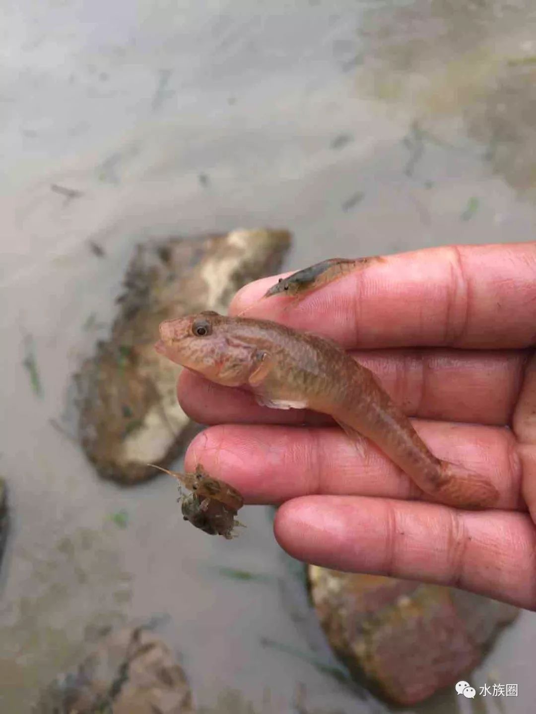 週末野採感覺怎麼跟檢魚似的抽空魚友咱們約起吧