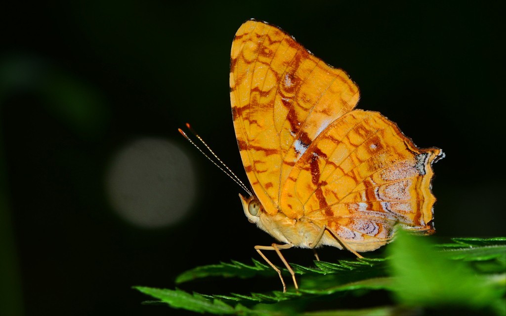 散纹盛蛱蝶(symbrenthia liaea),又名黄三线蛱蝶, 金带蝶