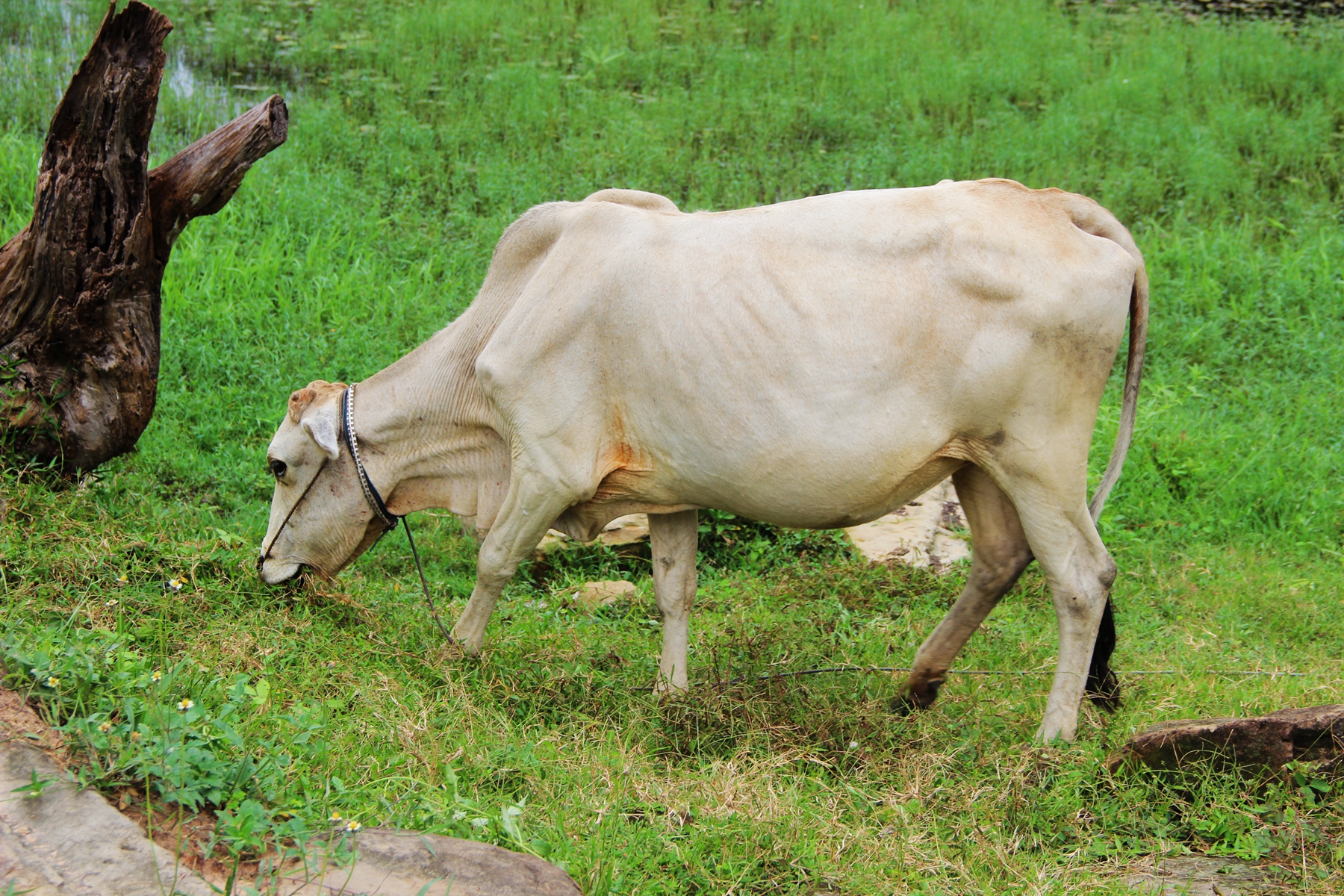 以及柬埔寨随处可见的白牛,都是那么的令人流连忘返,守望凝神
