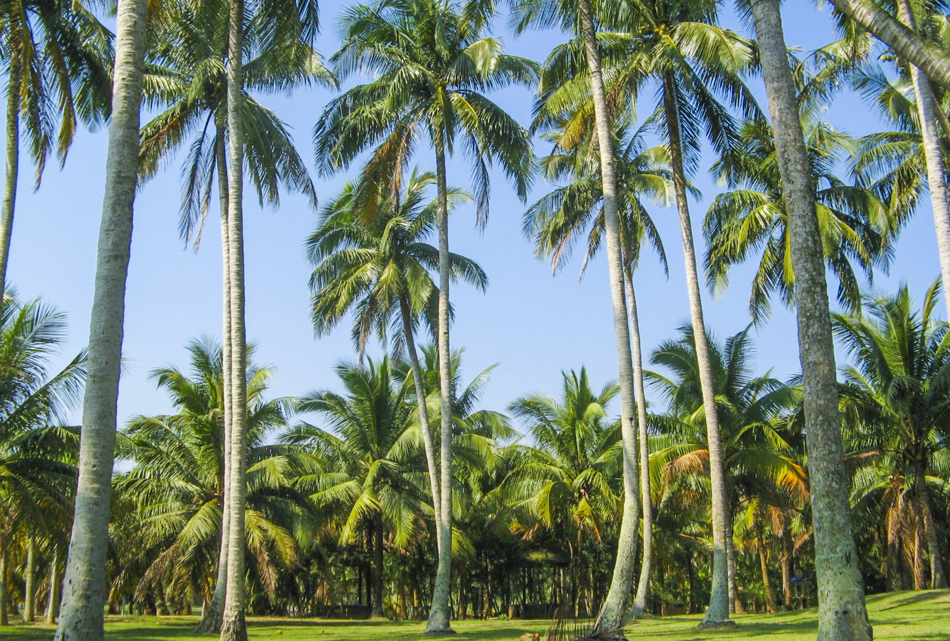 海南风光椰林高清图片图片