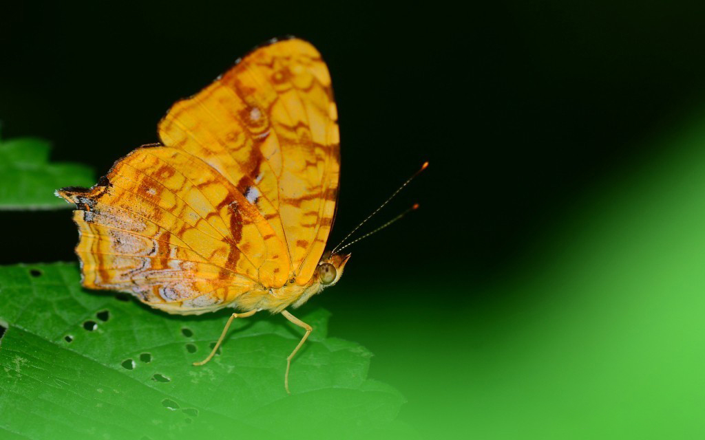 昆虫生物之散纹盛蛱蝶