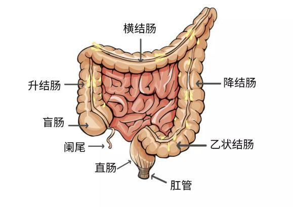 乙状结肠和直肠示意图图片