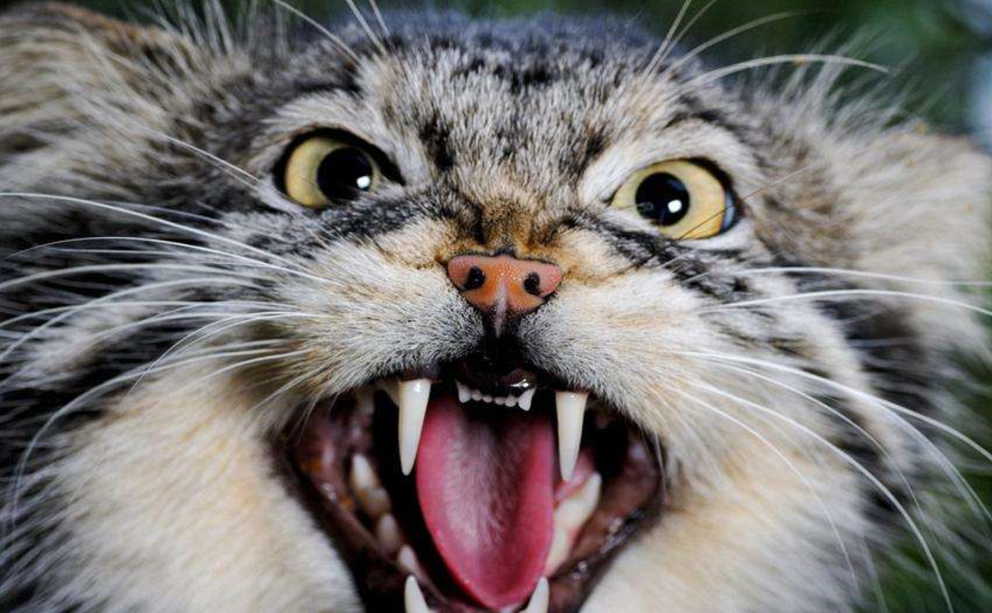 世界上最凶的猫咪图片