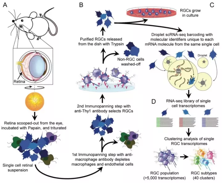 文獻解讀 | 10× genomics單細胞轉錄組測序確定視網膜神經節細胞亞型