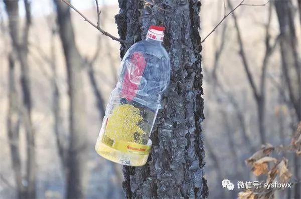 爱鸟志愿者自制简易取食器帮助鸟儿度寒冬