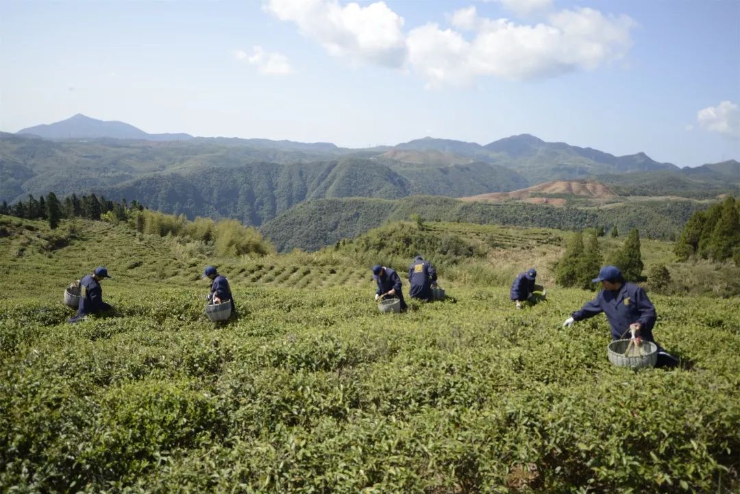 福建大洋山生态白茶图片