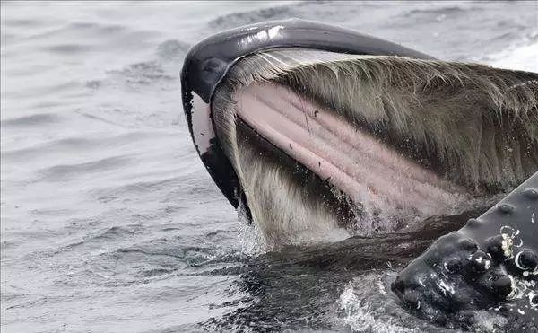 鲸须是须鲸口腔中呈梳状的滤食系统,由一系列平行排列悬挂的须板组成