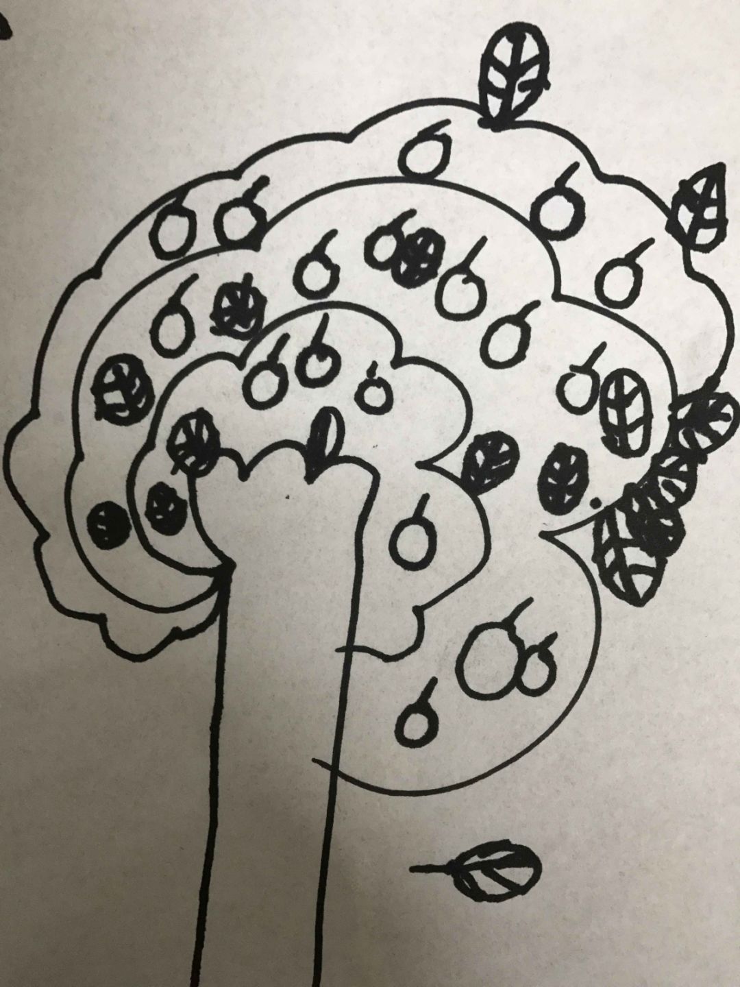香橼树绘画图片