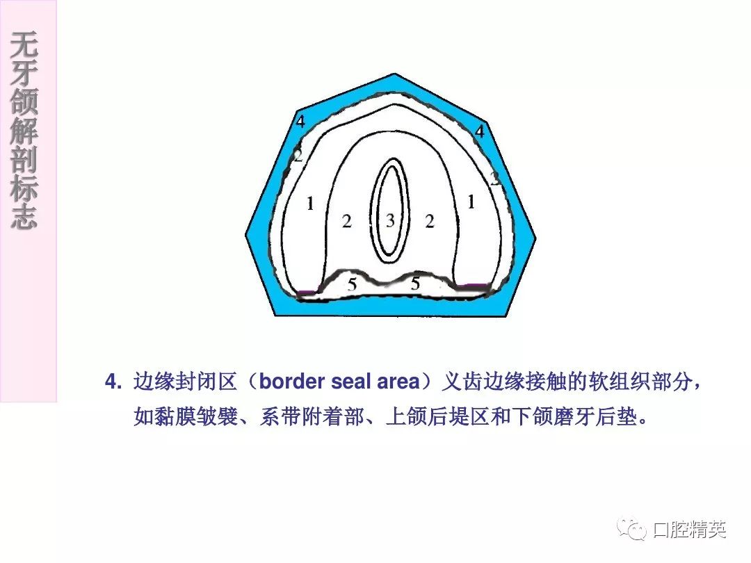 下颌无牙颌解剖标志图图片