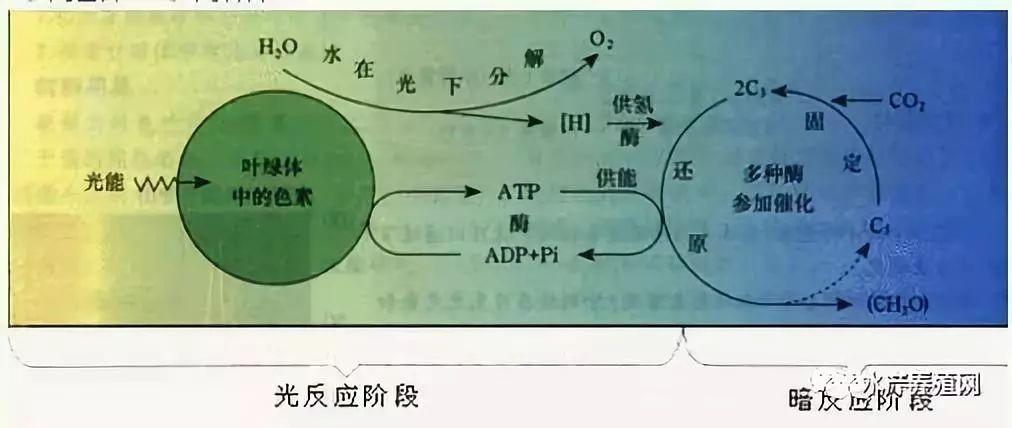 元素有16種,分別是碳,氫,氧,氮,磷,鉀,鈣,鎂,硫,鐵,錳,鋅,銅,硼,鉬,氯