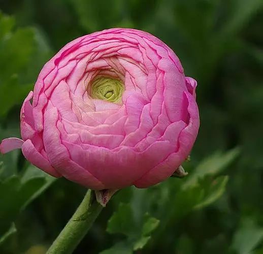 花毛茛(gèn),陆莲花,为毛茛科,花毛茛属多年生草本花卉