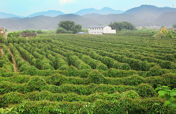 一片蕉岭绿绿色产业撑出梅州蕉岭的富美新天地