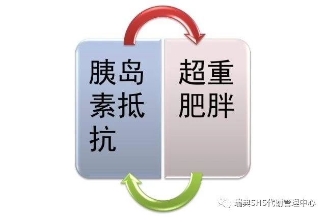 肥胖与胰岛素抵抗孰为因孰为果二型糖尿病怎么破