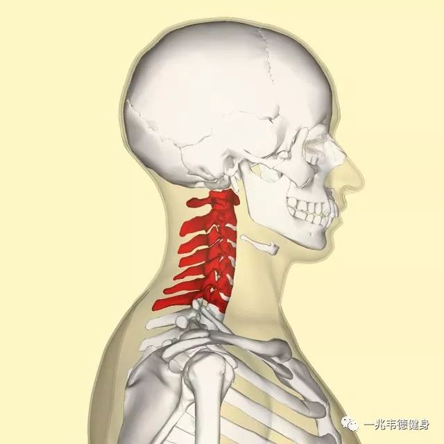 有的人活着,但他的颈椎已经死了