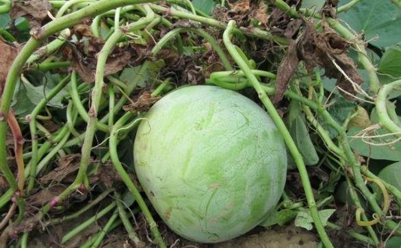 西瓜套种红薯栽培技术