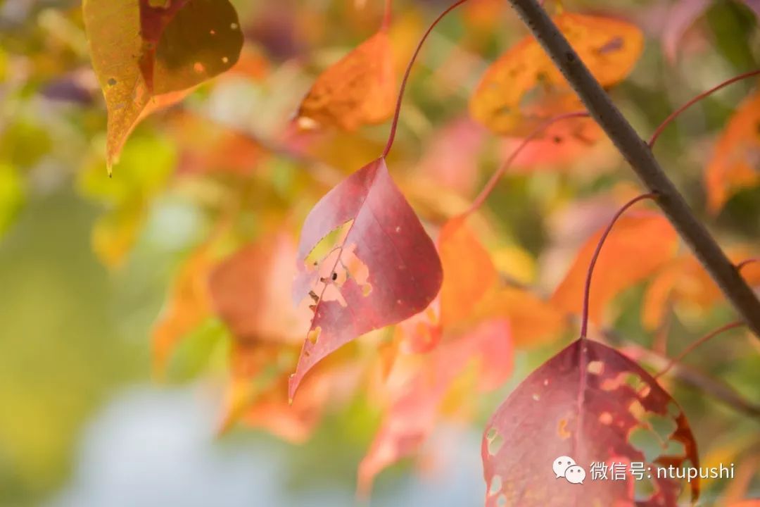 浮光掠影 | 落葉歸根,我歸你