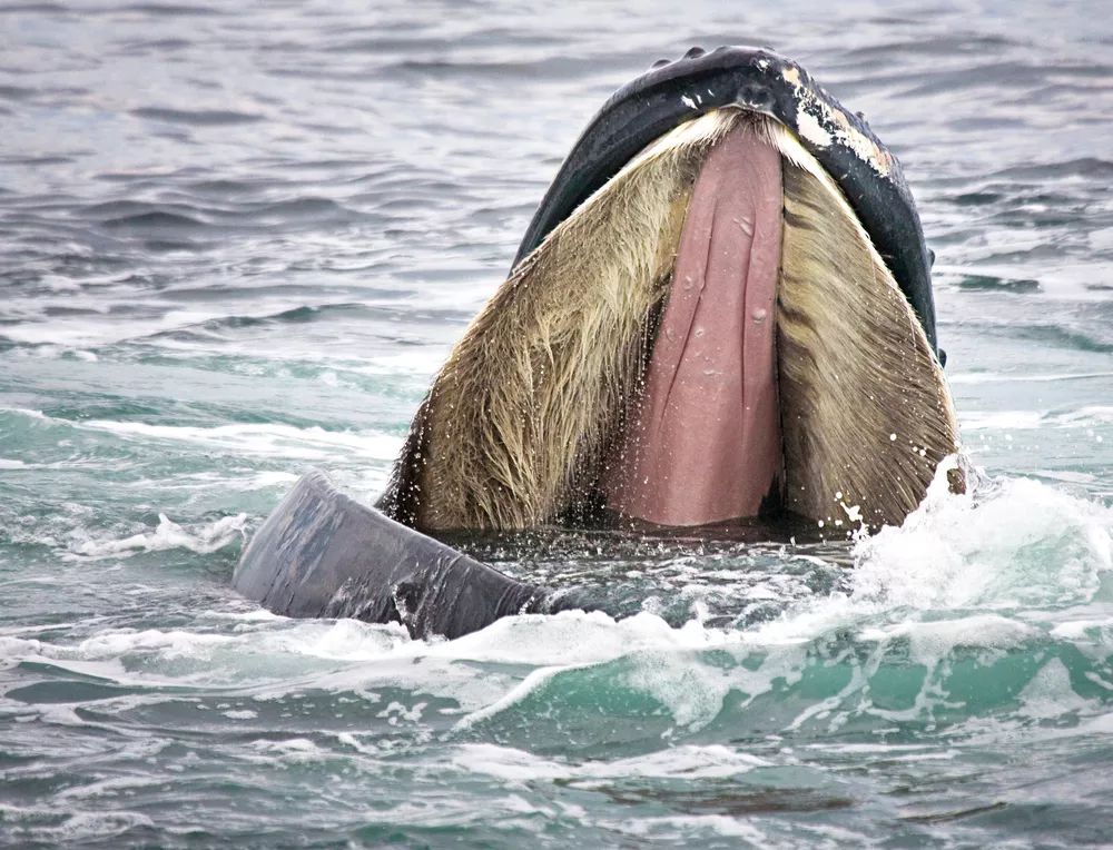 中美研究破解鲸须结构 有望开发先进材料