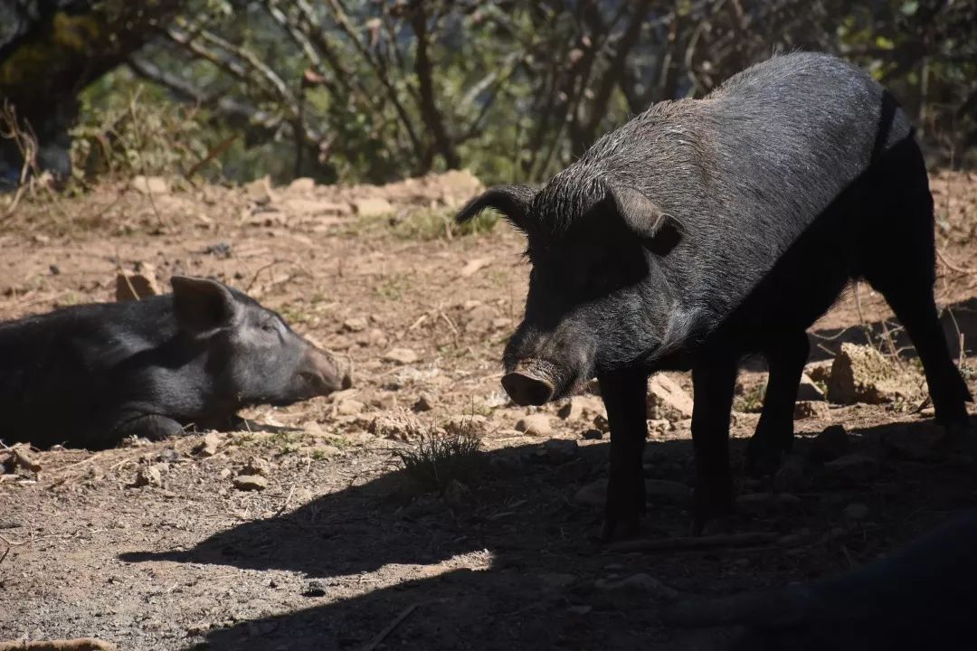 海拔3000米高寒地带的珍稀物种高山森林黑猪肉生存环境▼长大后才发现