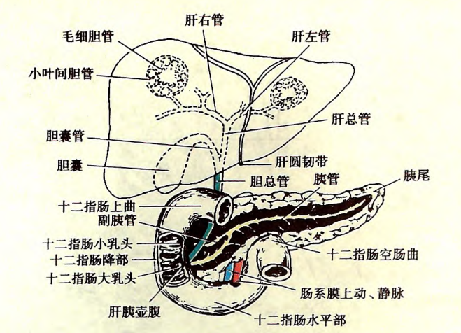 胆道系统解剖图手绘图片
