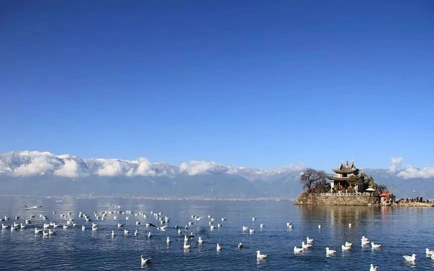 去大理與西伯利亞飛來的海鷗來個親密約會_洱海