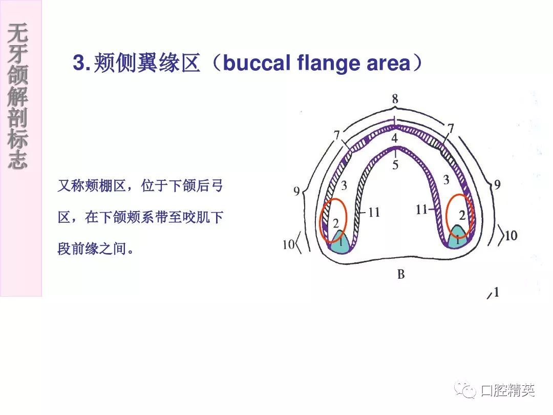 下颌无牙颌解剖标志图图片