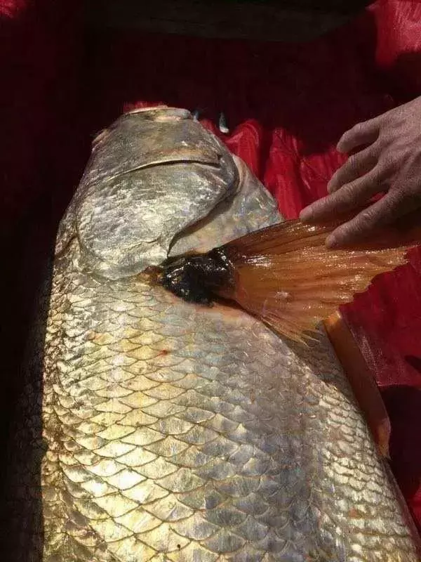 浙江渔民捕获黄唇鱼,估计价值200万!