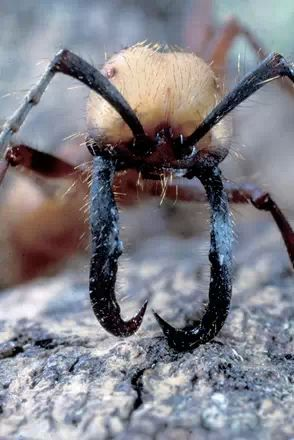 世界上并不存在一种有能力捕食健康人类个体的蚂蚁种类