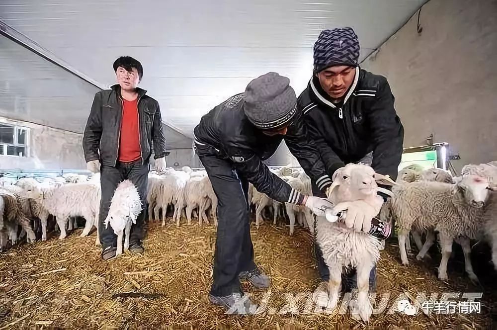 羊打了疫苗多长时间才能打虫